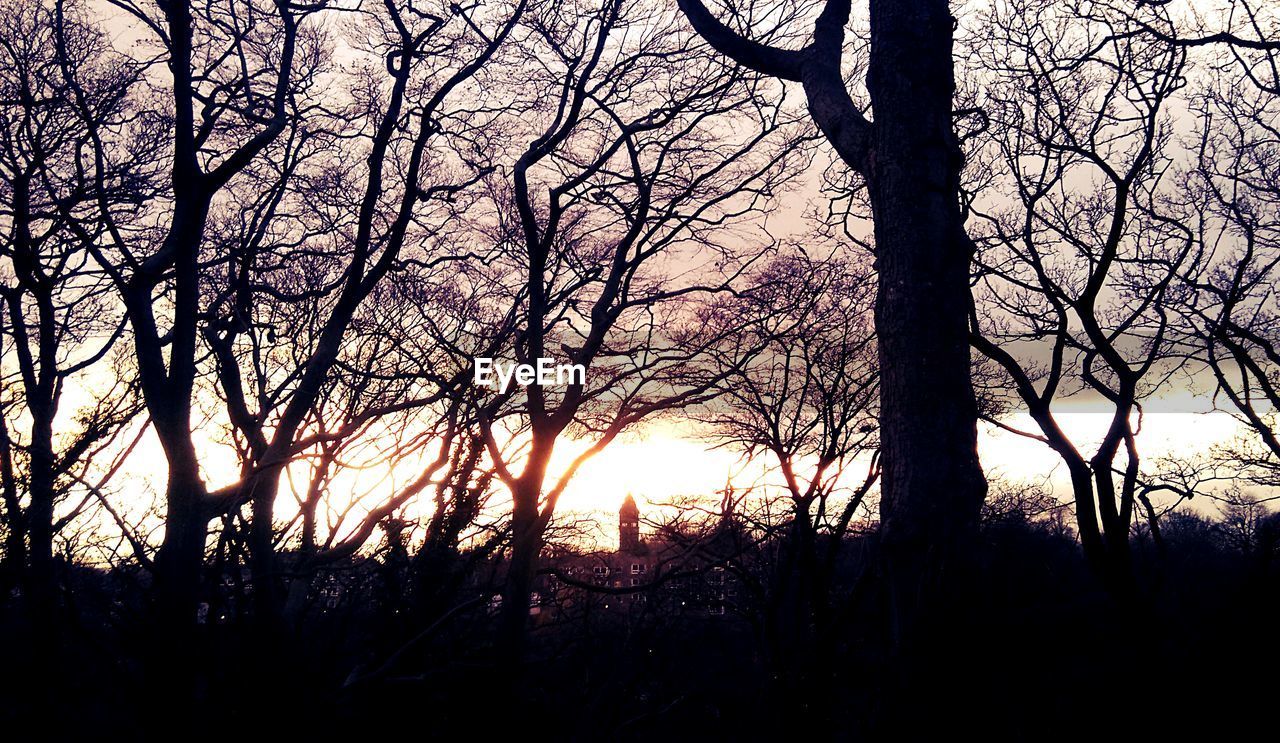 LOW ANGLE VIEW OF SILHOUETTE TREES AGAINST SKY AT SUNSET