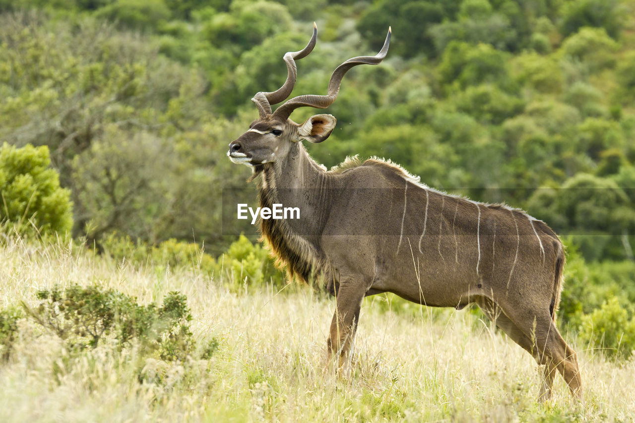 Kudu antelope on grass