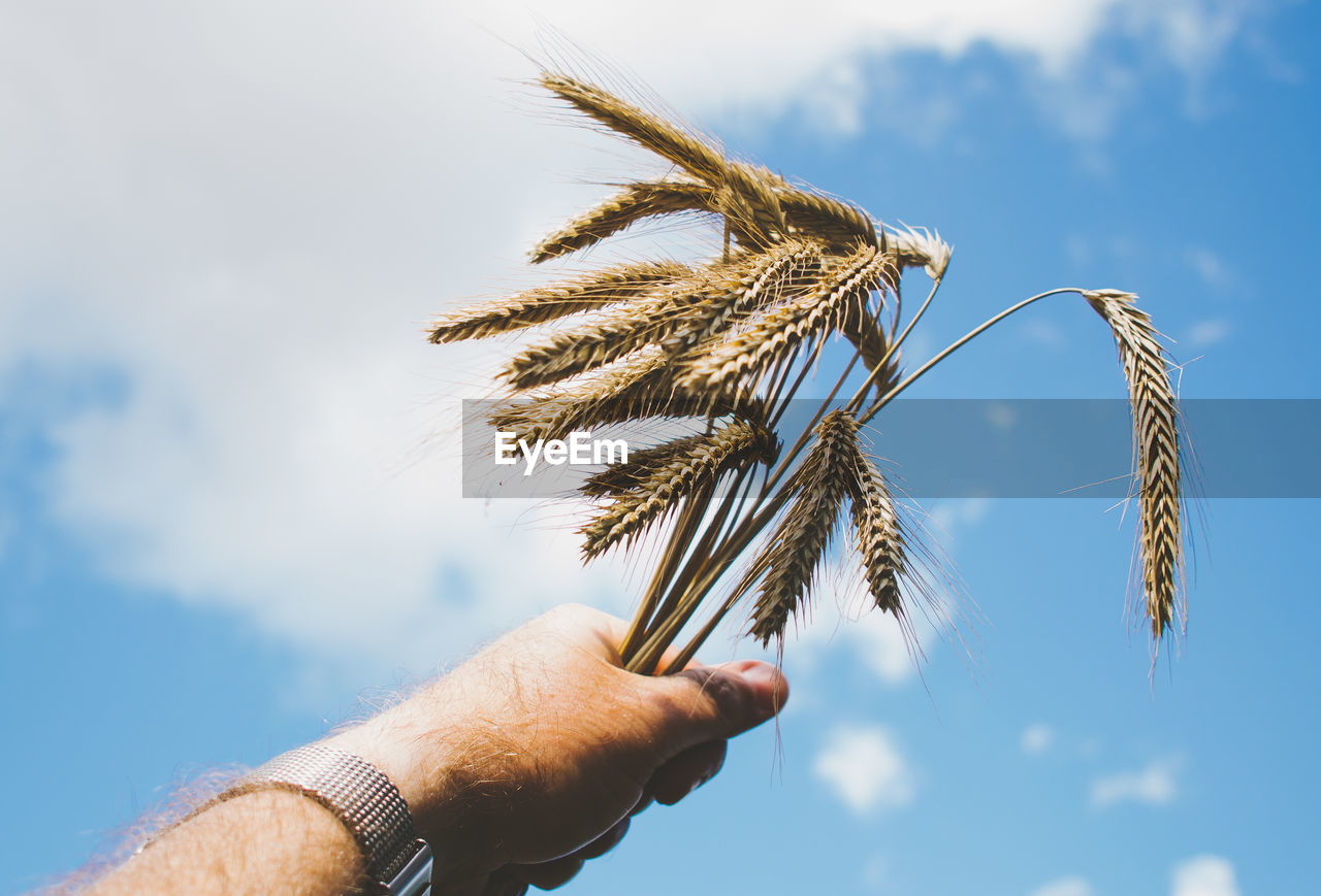 Cropped hand holding wheat against sky