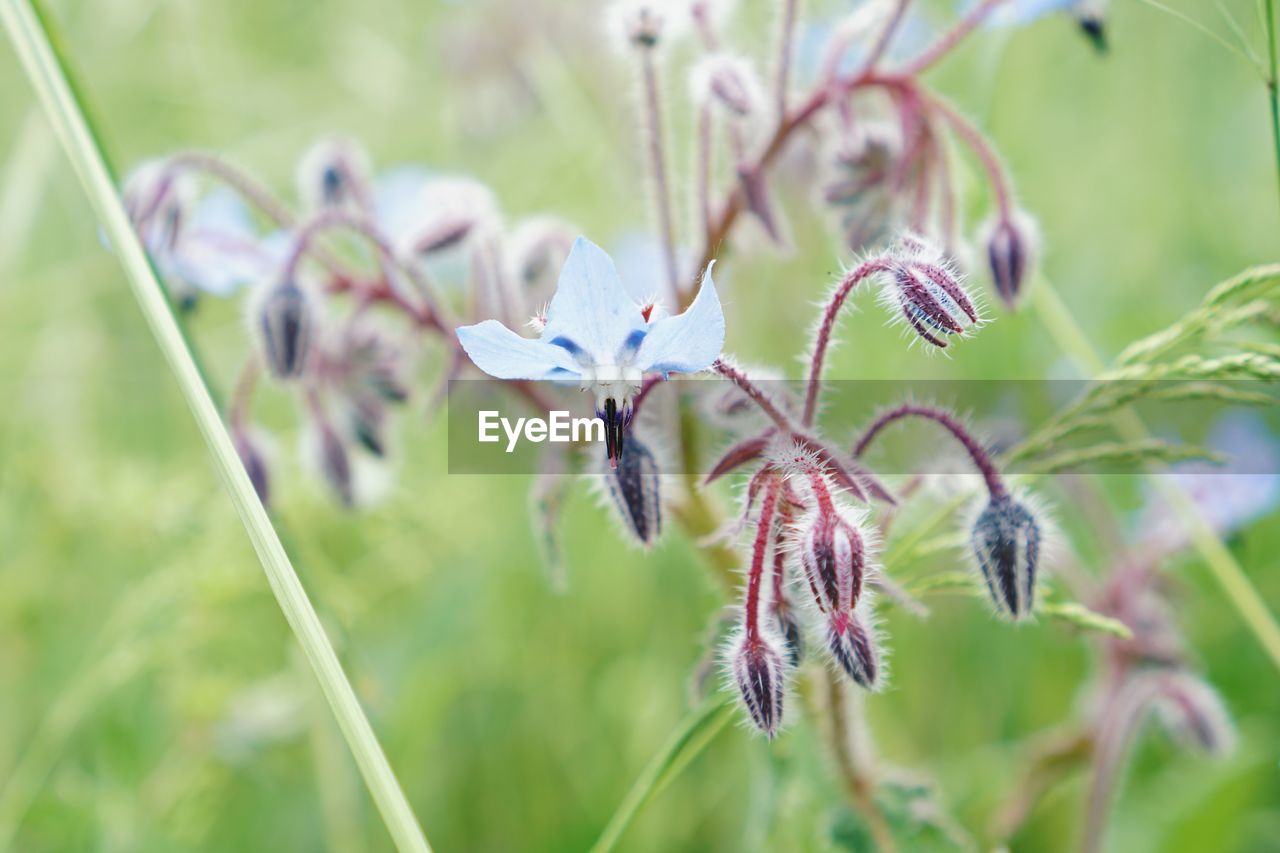 CLOSE-UP OF BUTTERFLY ON PLANT