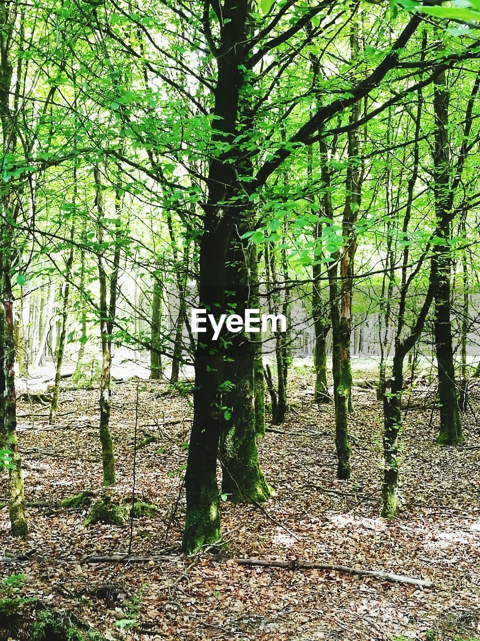 TREES GROWING IN FOREST