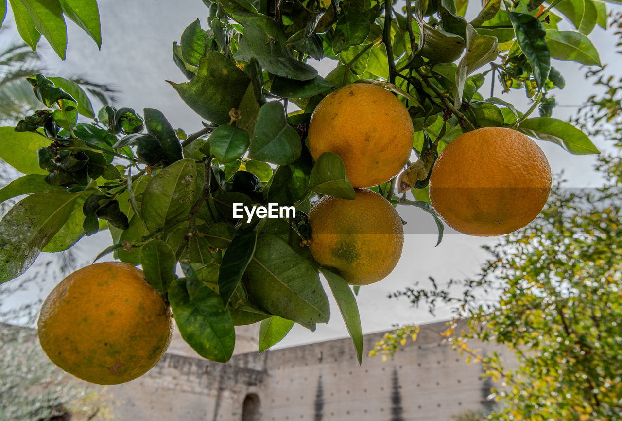 Low angle view of fruits on tree