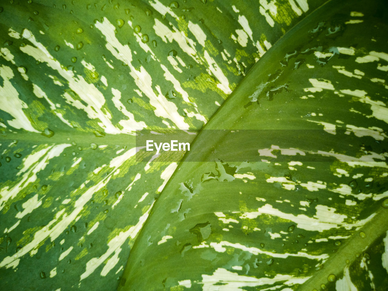 FULL FRAME SHOT OF LEAVES