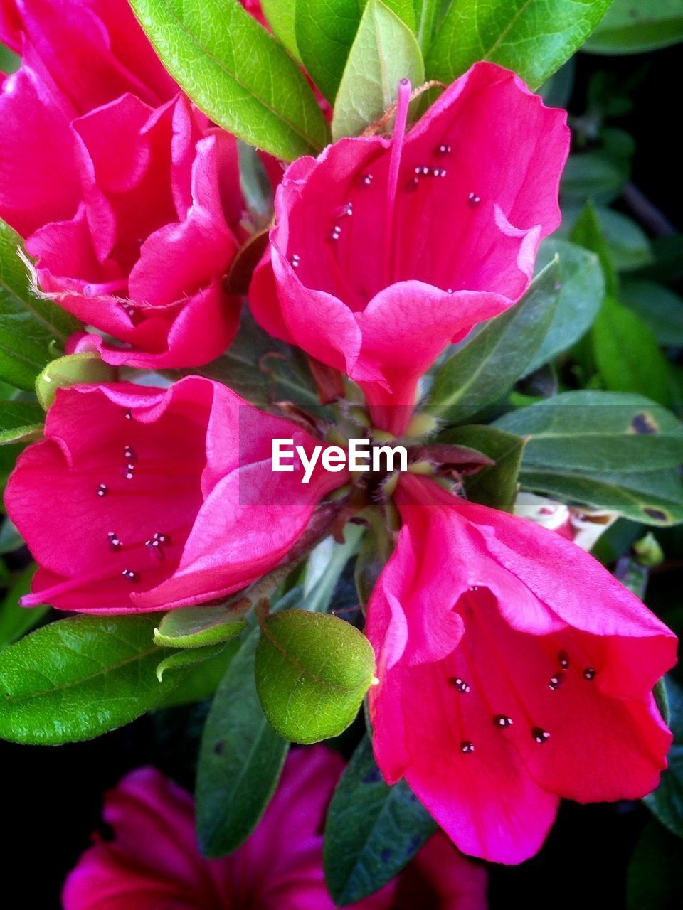 CLOSE-UP OF WET PINK FLOWER BLOOMING