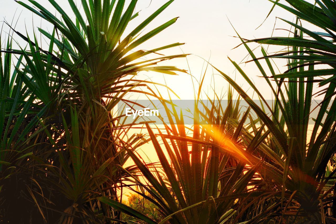 Close-up of crops growing on field against sky during sunset