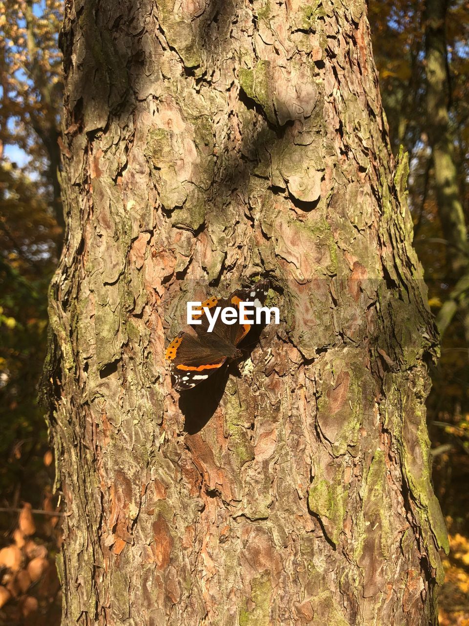 CLOSE-UP OF BUTTERFLY ON TREE