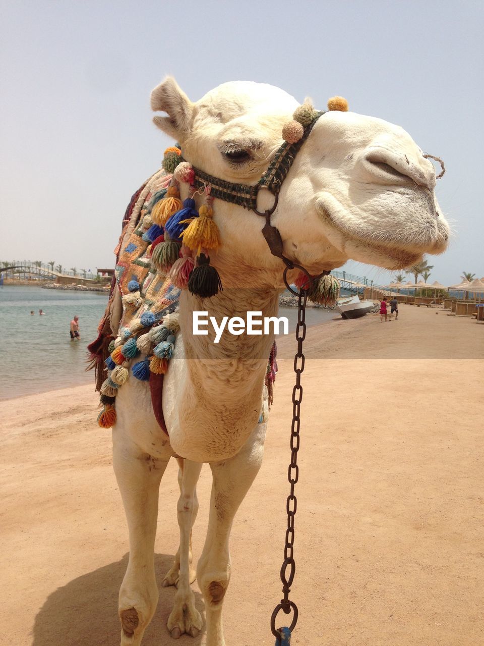 View of camel on beach in egypt