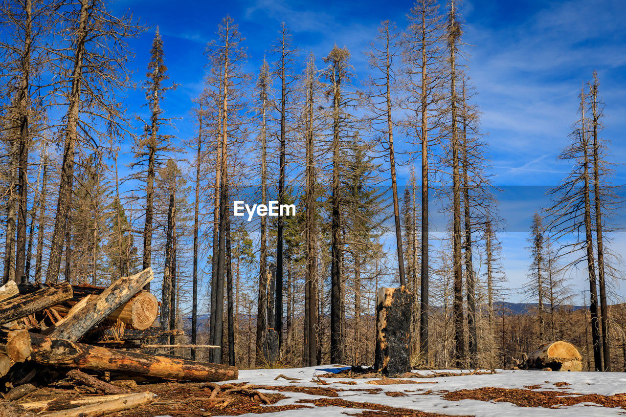 trees on snow covered landscape