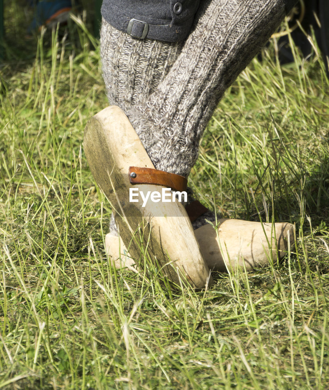 CLOSE-UP OF HORSE IN FIELD