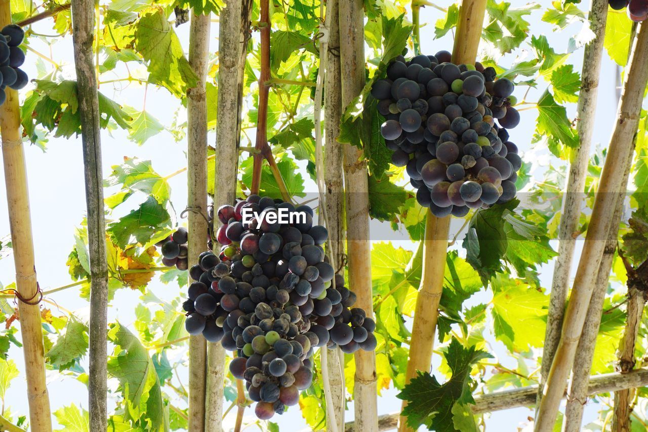 CLOSE-UP OF GRAPES HANGING ON VINEYARD