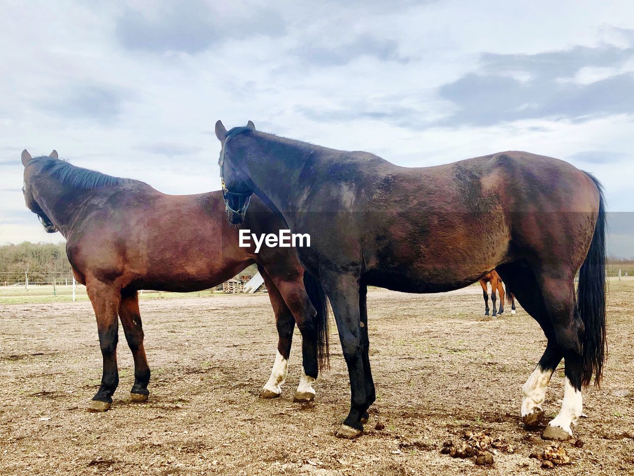 HORSES STANDING IN RANCH