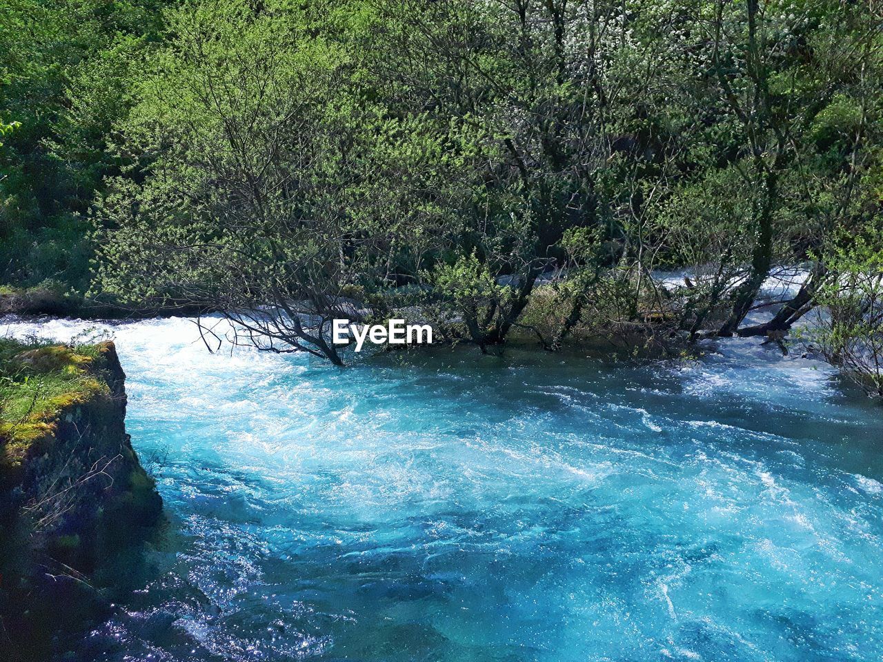 SCENIC VIEW OF RIVER FLOWING THROUGH FOREST