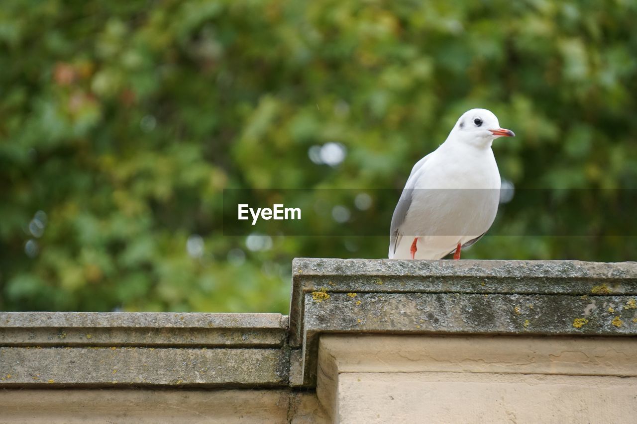 CLOSE-UP OF BIRD PERCHING ON METAL