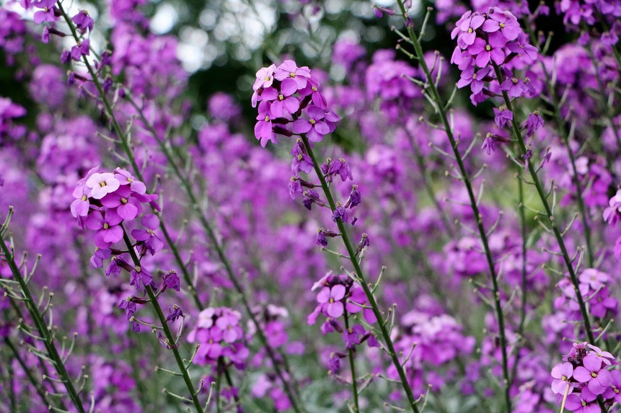 Close-up of purple flowers blooming outdoors