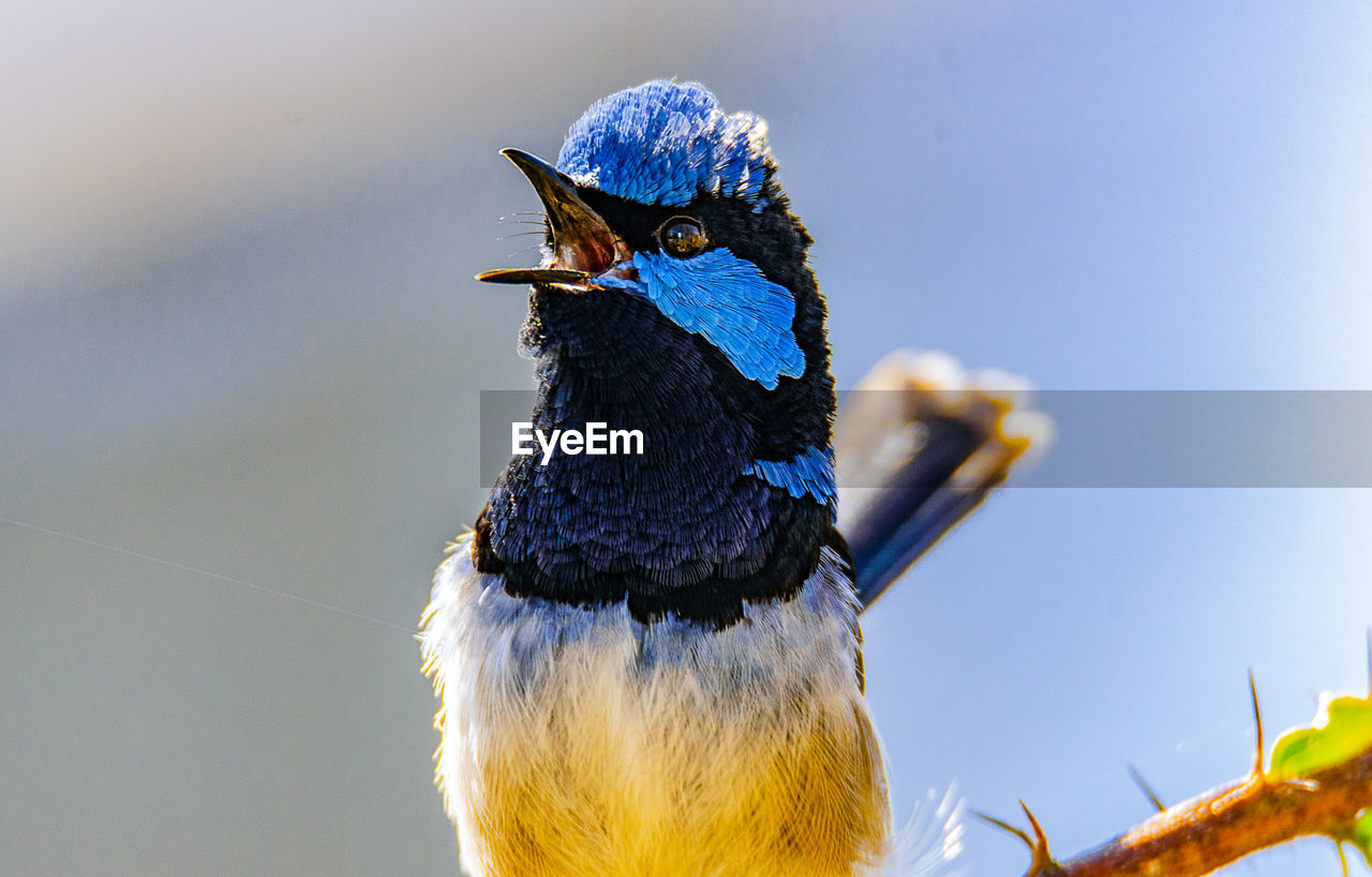 Close-up of bird singing