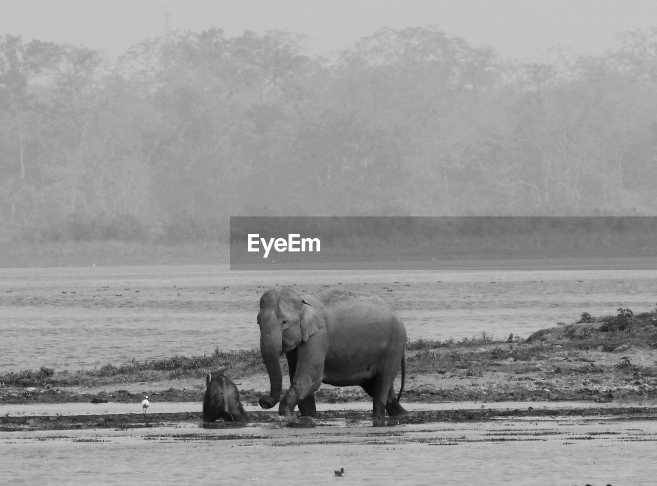 Side view of elephant family in muddy water