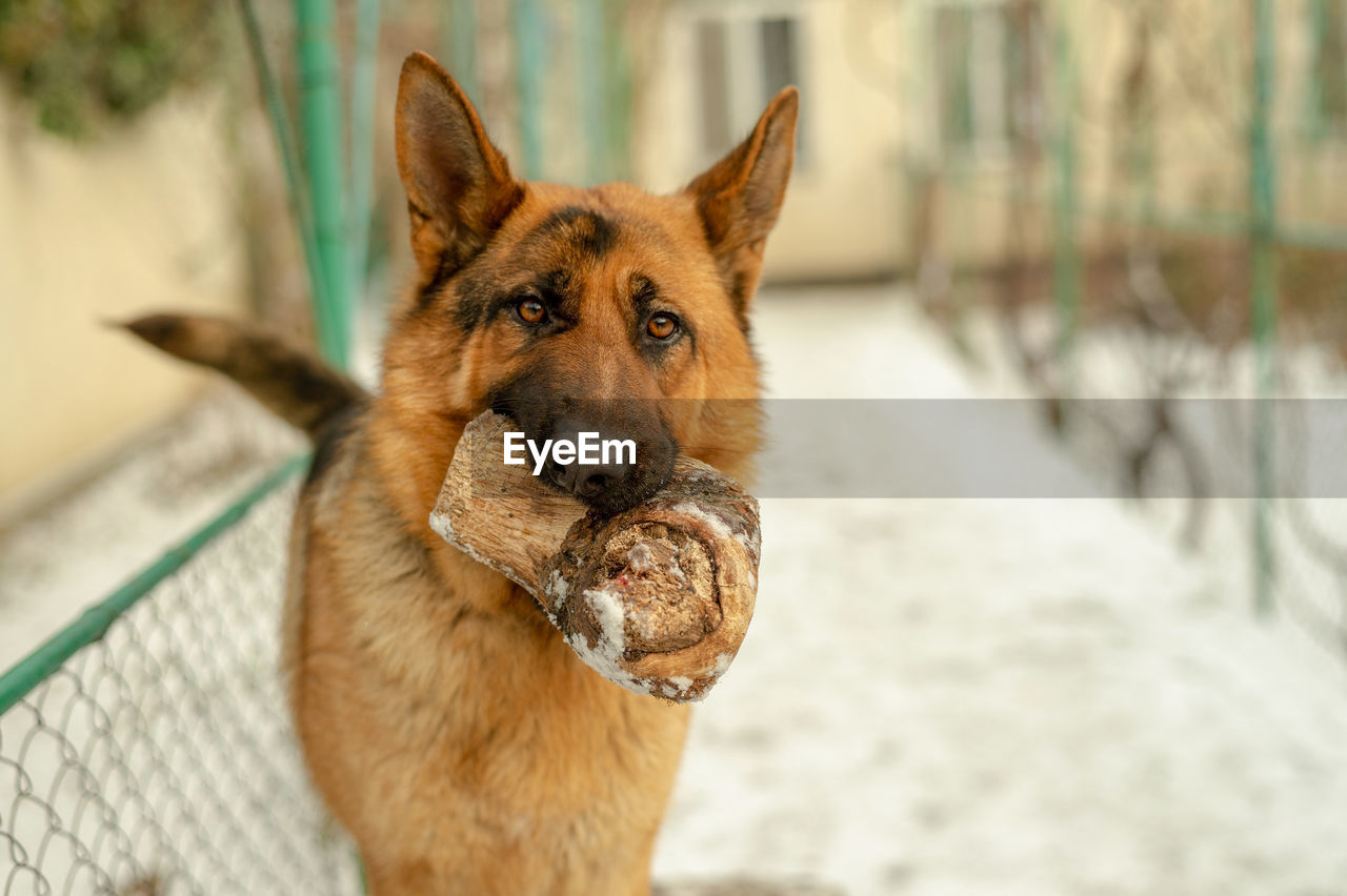 pet, animal themes, animal, one animal, dog, mammal, canine, domestic animals, german shepherd, portrait, looking at camera, no people, belgian shepherd malinois, day, animal shelter, animal body part, nature, wolfdog, focus on foreground, outdoors