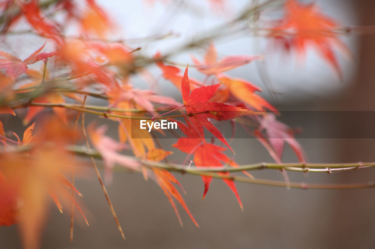 Close-up of red maple leaf on tree during autumn