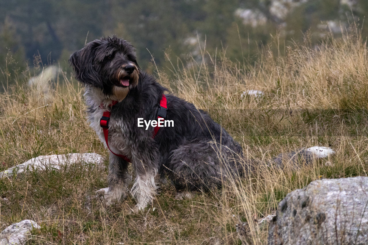 Dog sitting in a field