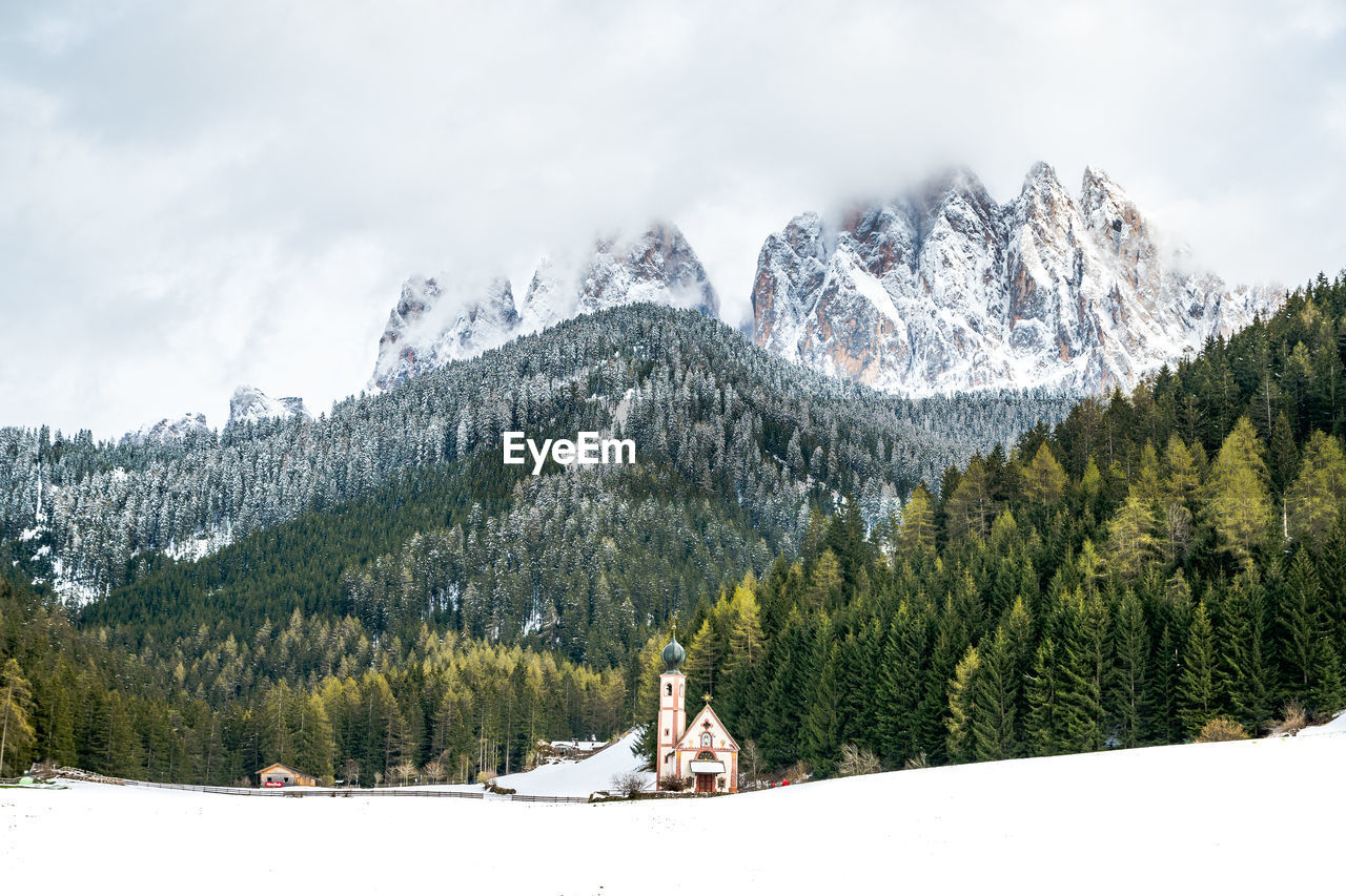 PANORAMIC VIEW OF PINE TREES AGAINST SKY