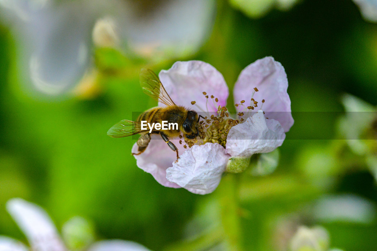 Close-up of bee pollinating on flower