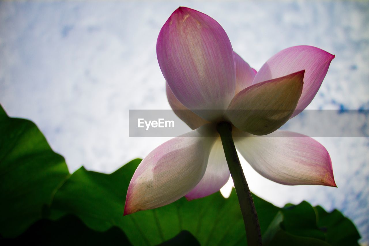 Close-up of frangipani blooming against sky