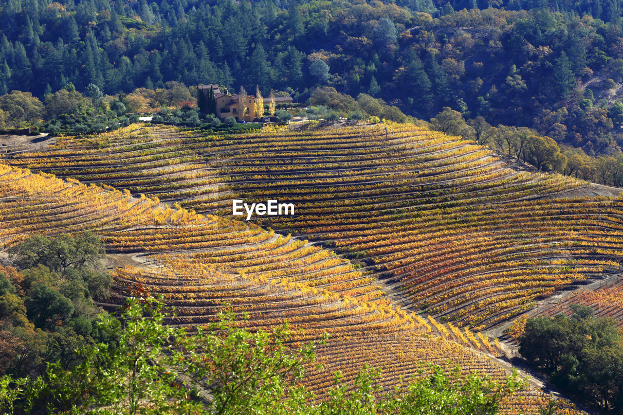 Fall color in napa valley, california, usa