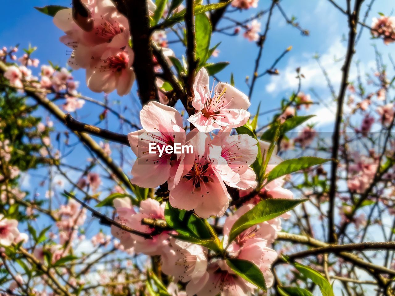 Low angle view of peach blossoms in spring