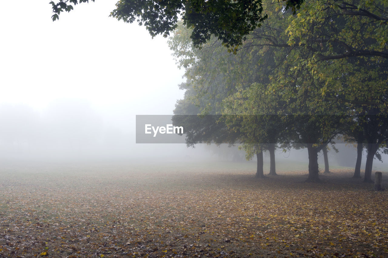 Trees on field during foggy weather
