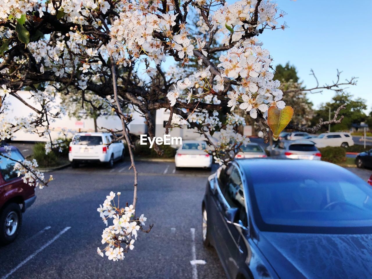 CLOSE-UP OF FLOWER TREE IN CITY