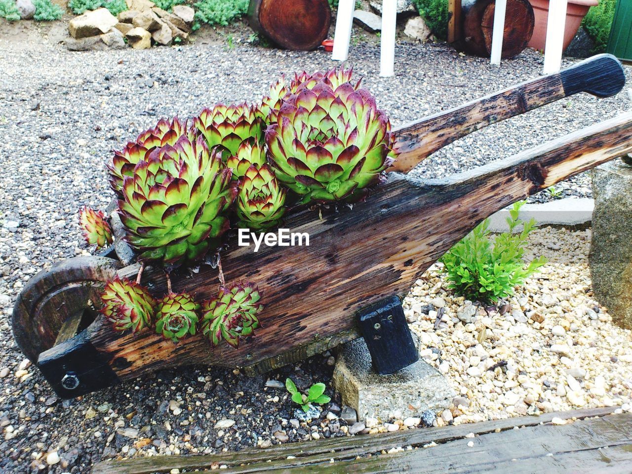 HIGH ANGLE VIEW OF PRICKLY PEAR CACTUS GROWING