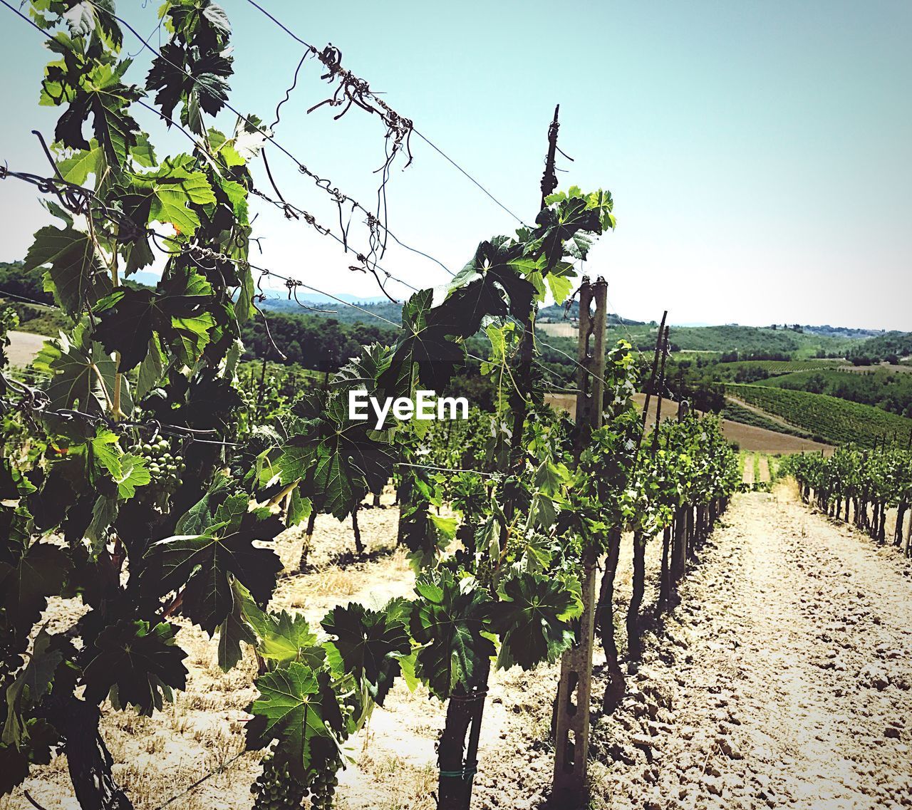 View of vineyard against clear sky