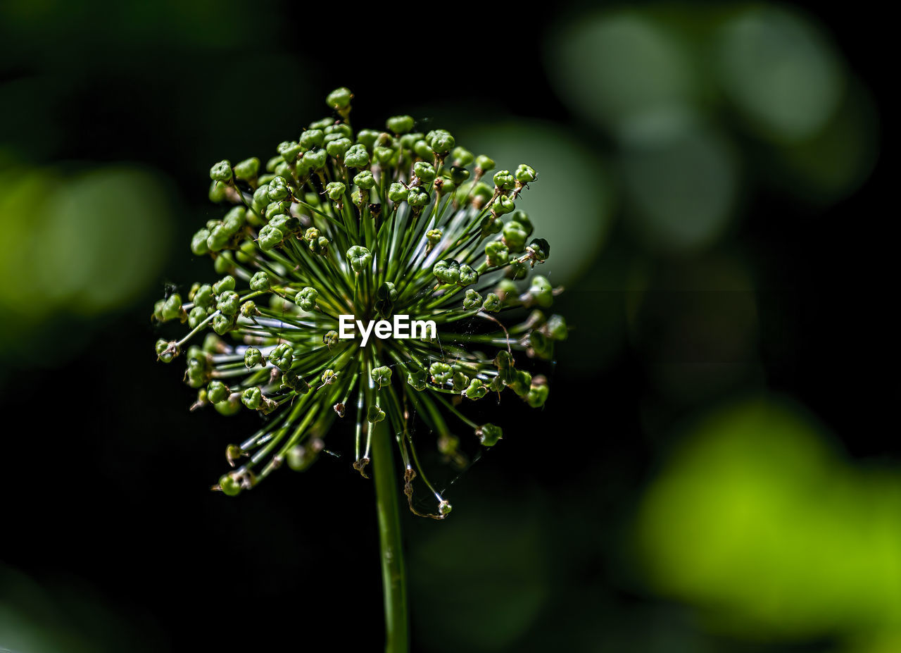 green, nature, plant, flower, beauty in nature, macro photography, flowering plant, leaf, close-up, freshness, plant stem, no people, growth, outdoors, focus on foreground, food and drink, outdoor pursuit, food, botany, wildflower, plant part, nature reserve, blossom, medicine, environment, social issues, summer, day, vegetable, healthcare and medicine, sunlight, pattern, botanical garden, cow parsley