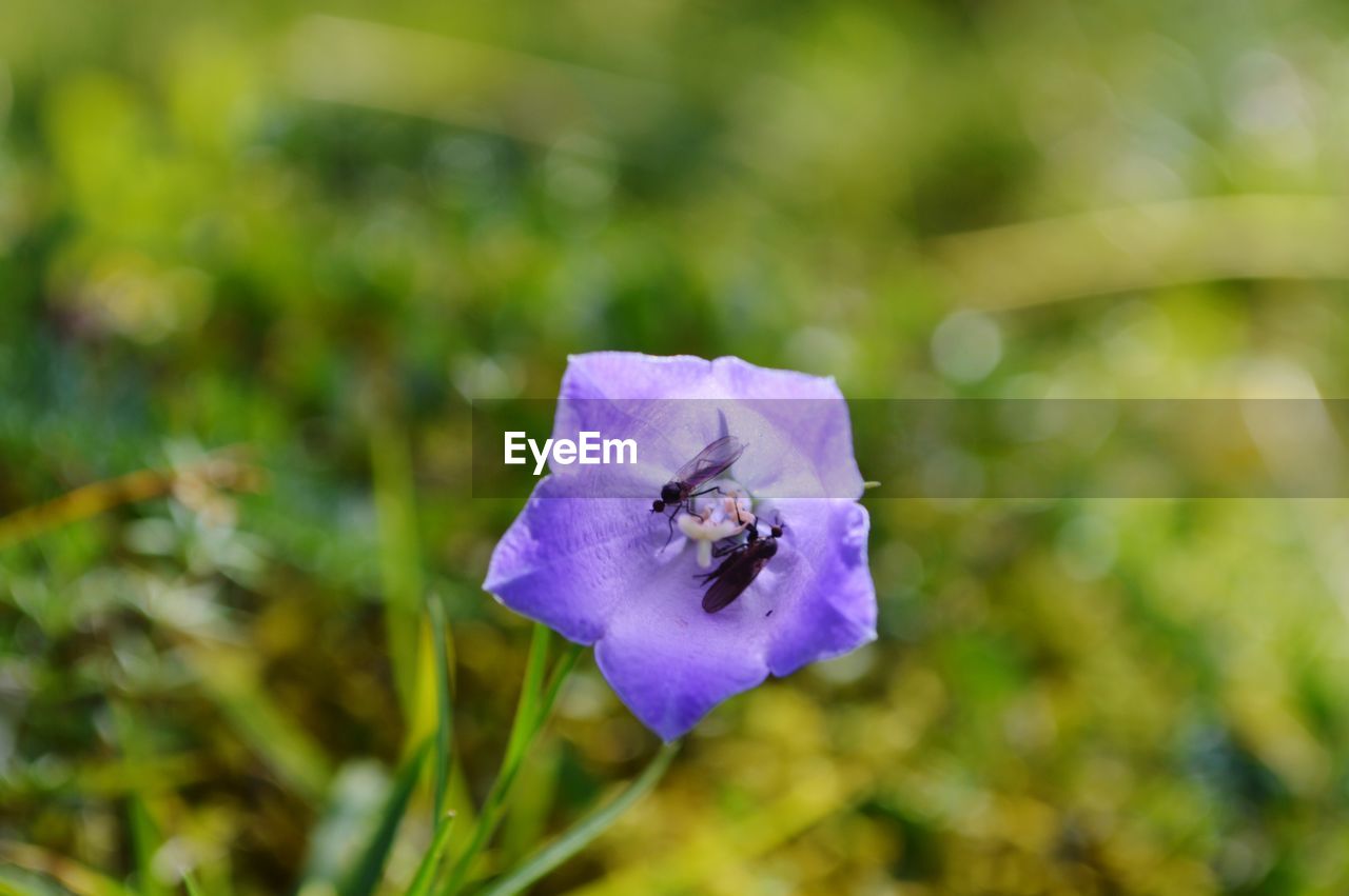 CLOSE-UP OF BEE POLLINATING ON FLOWER