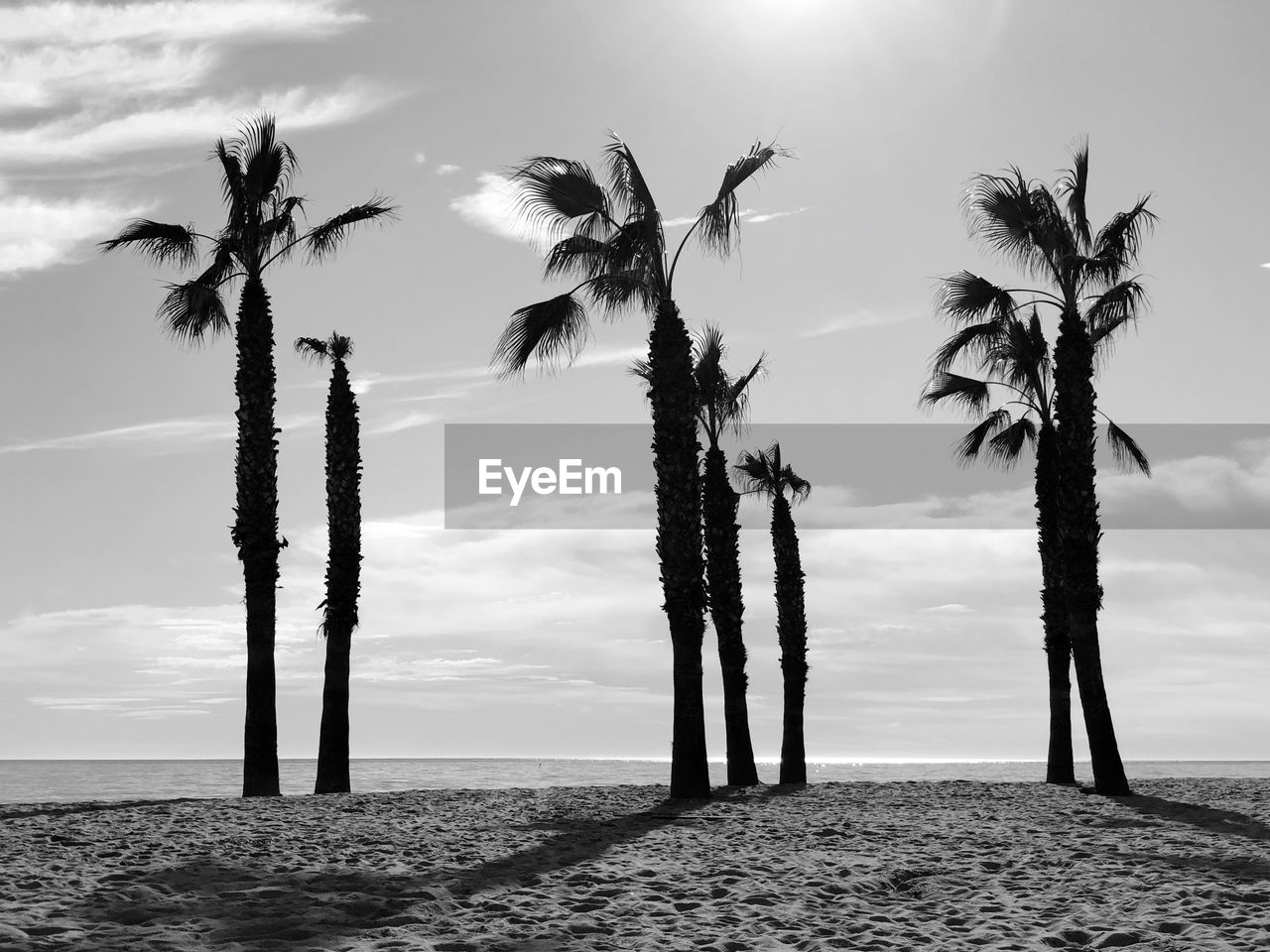 Palm trees on beach against sky