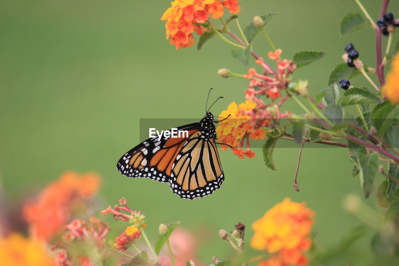 Close-up of butterfly pollinating on flower