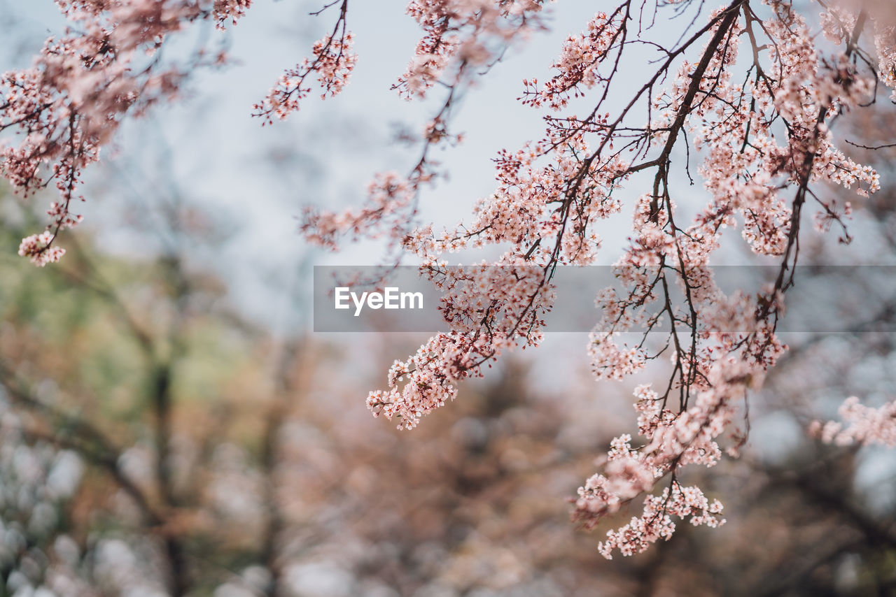 Close-up of pink cherry blossom tree