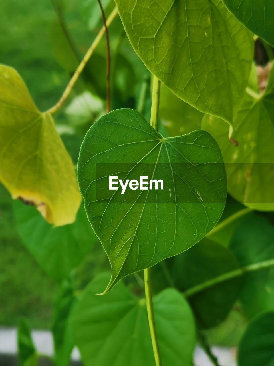 Close-up of green leaves