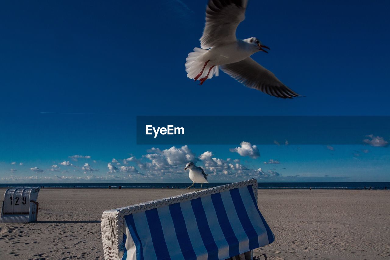 Seagull flying over beach against blue sky