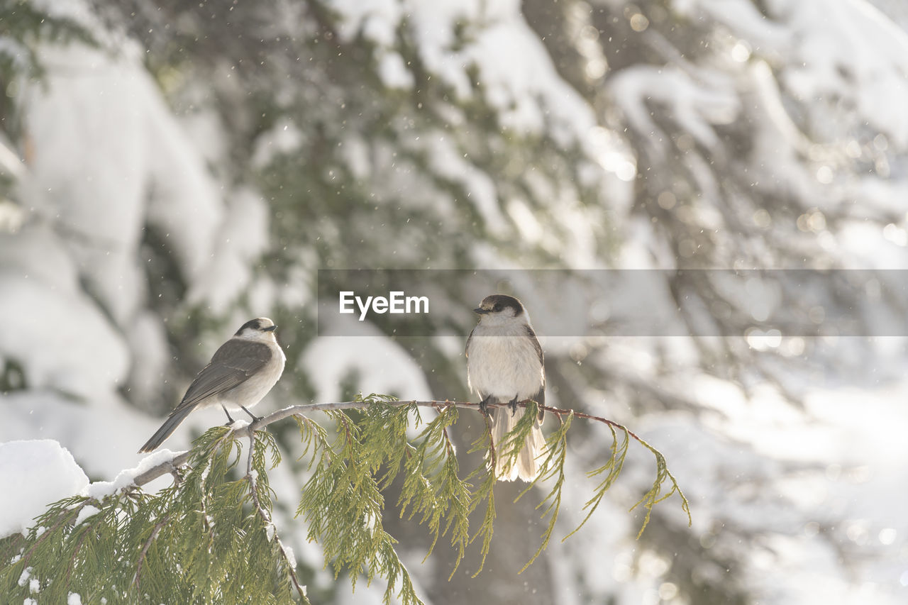 BIRDS PERCHING ON TREE