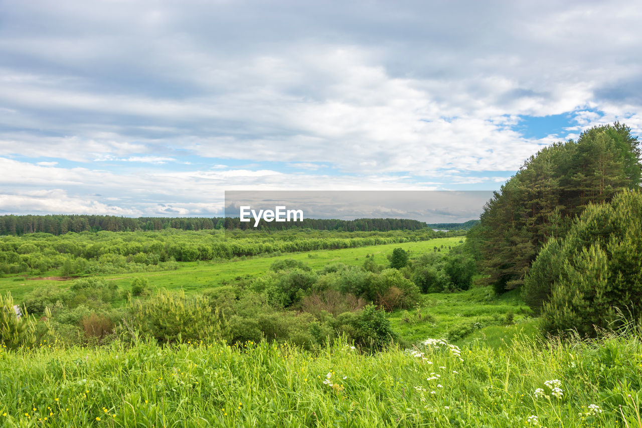 SCENIC VIEW OF TREES ON FIELD AGAINST SKY