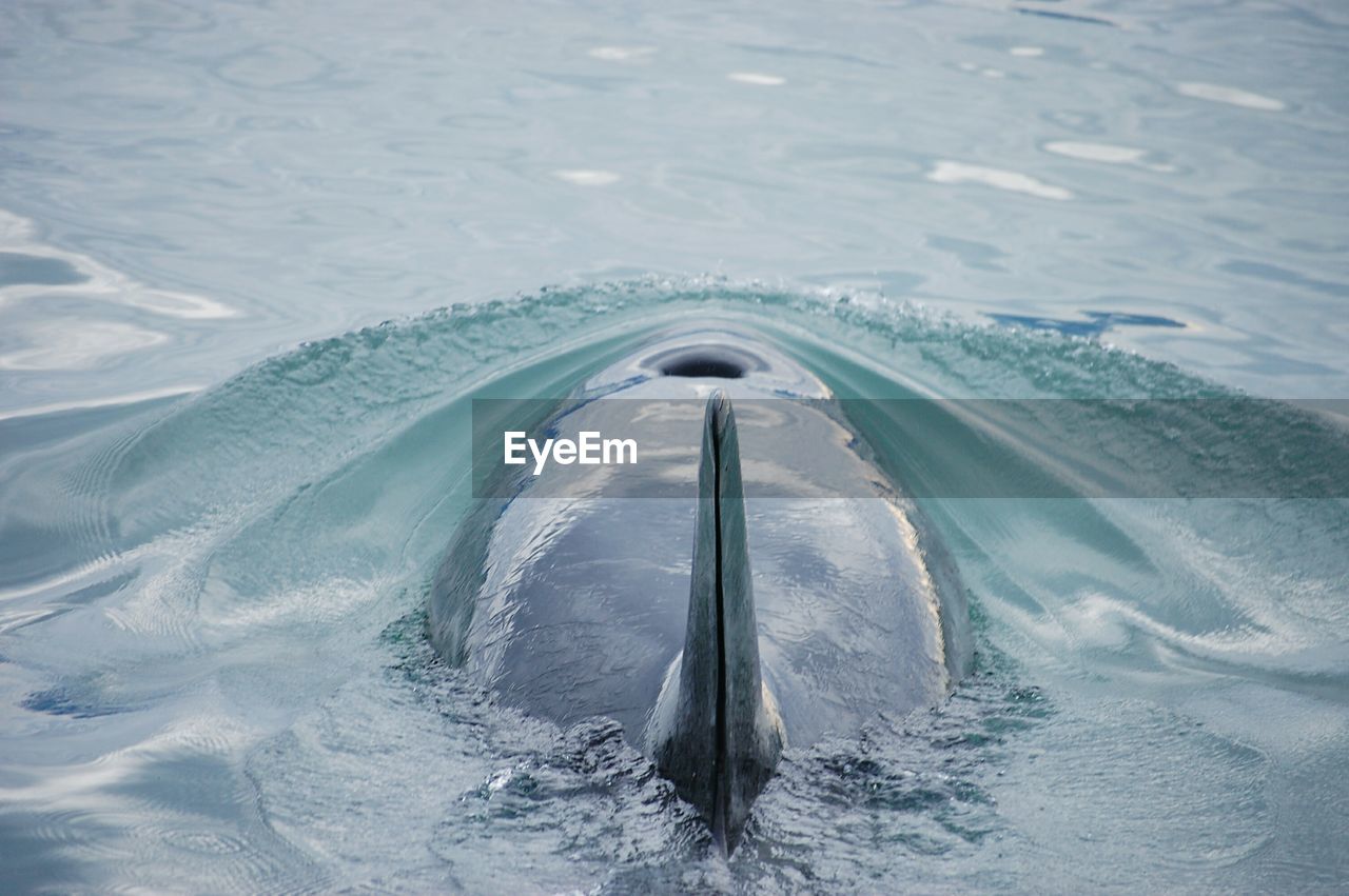 High angle view of humpback whale swimming in sea