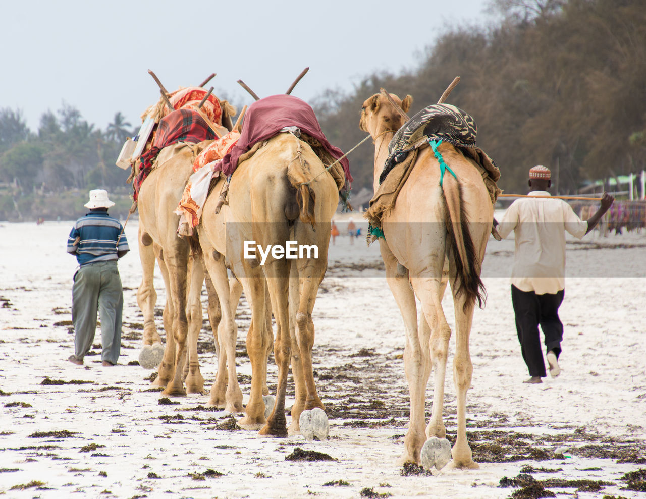 Camels on the beach in diani