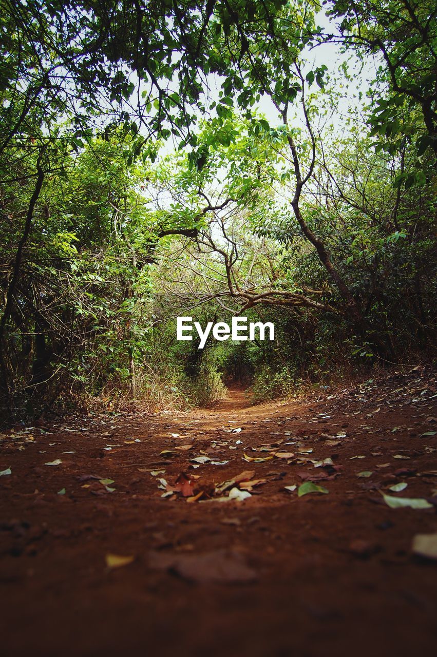 Scenic view of trees in forest