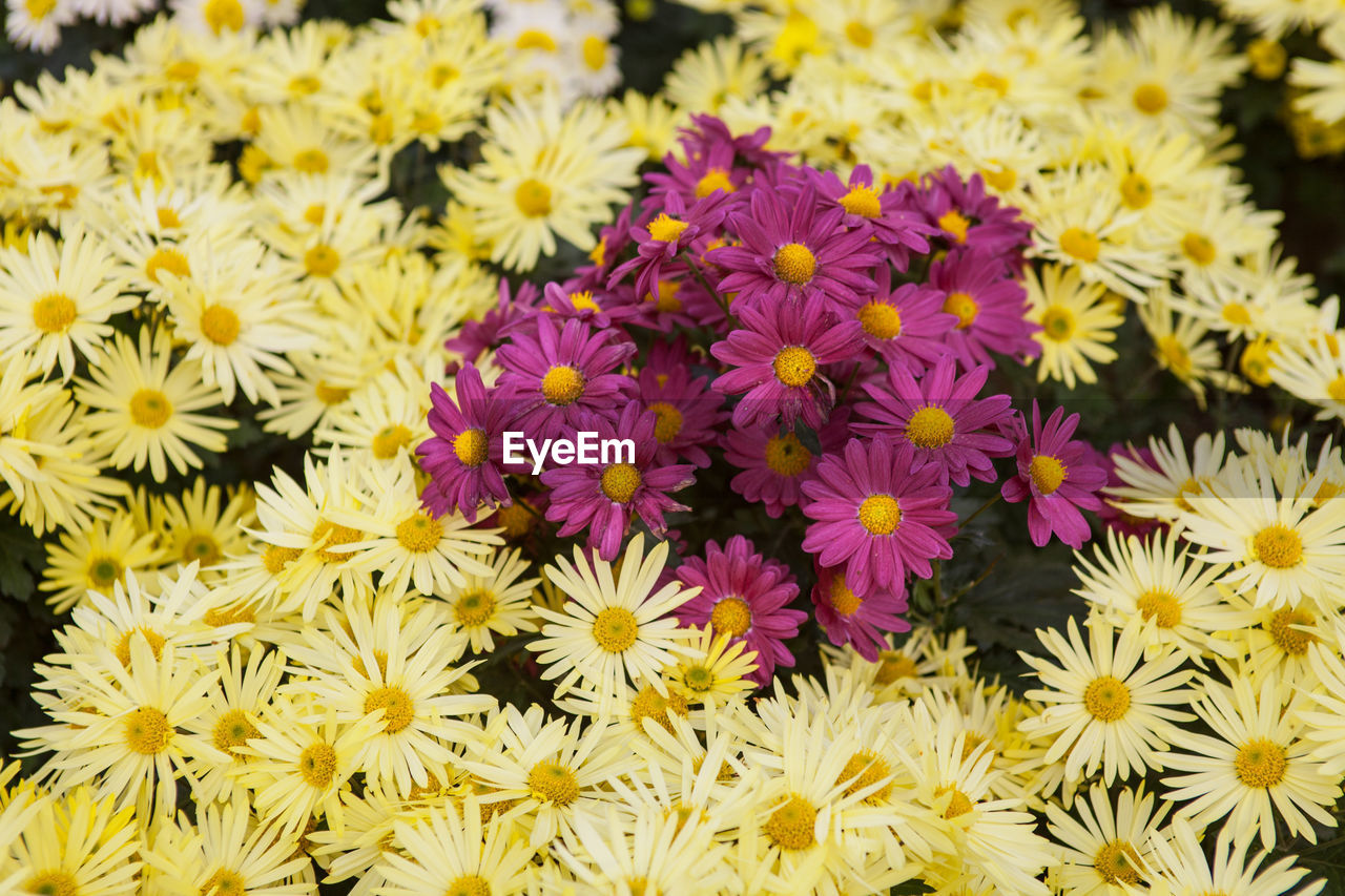 Close-up of yellow flowers