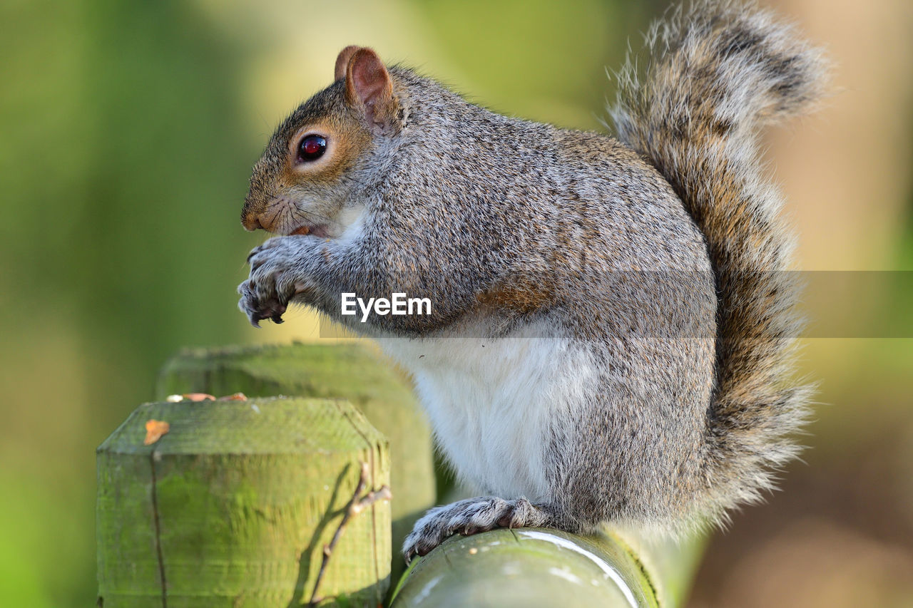 Close up of a grey squirrel  sitting on a fence while eating a nut