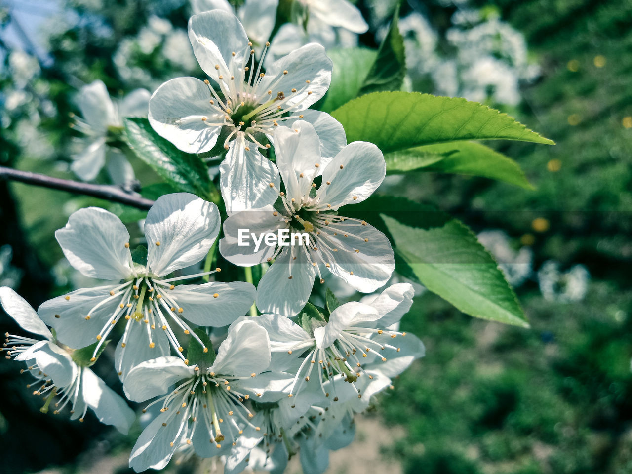 CLOSE-UP OF FLOWER BLOOMING OUTDOORS