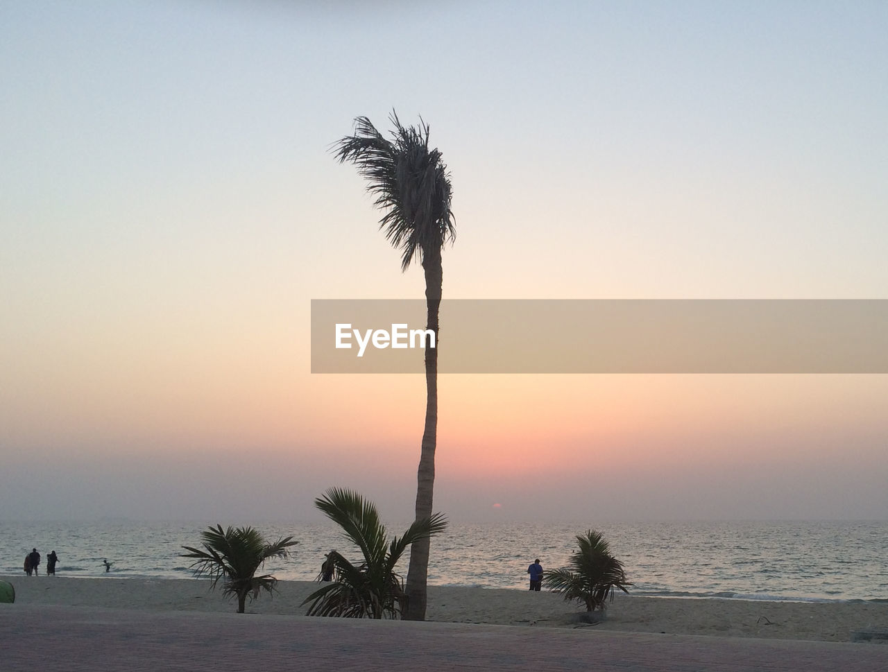 PALM TREE BY SEA AGAINST SKY