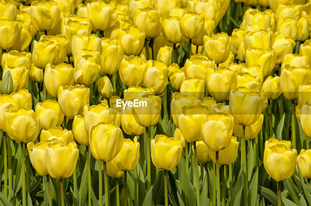 Field of yellow tulips in the netherlands