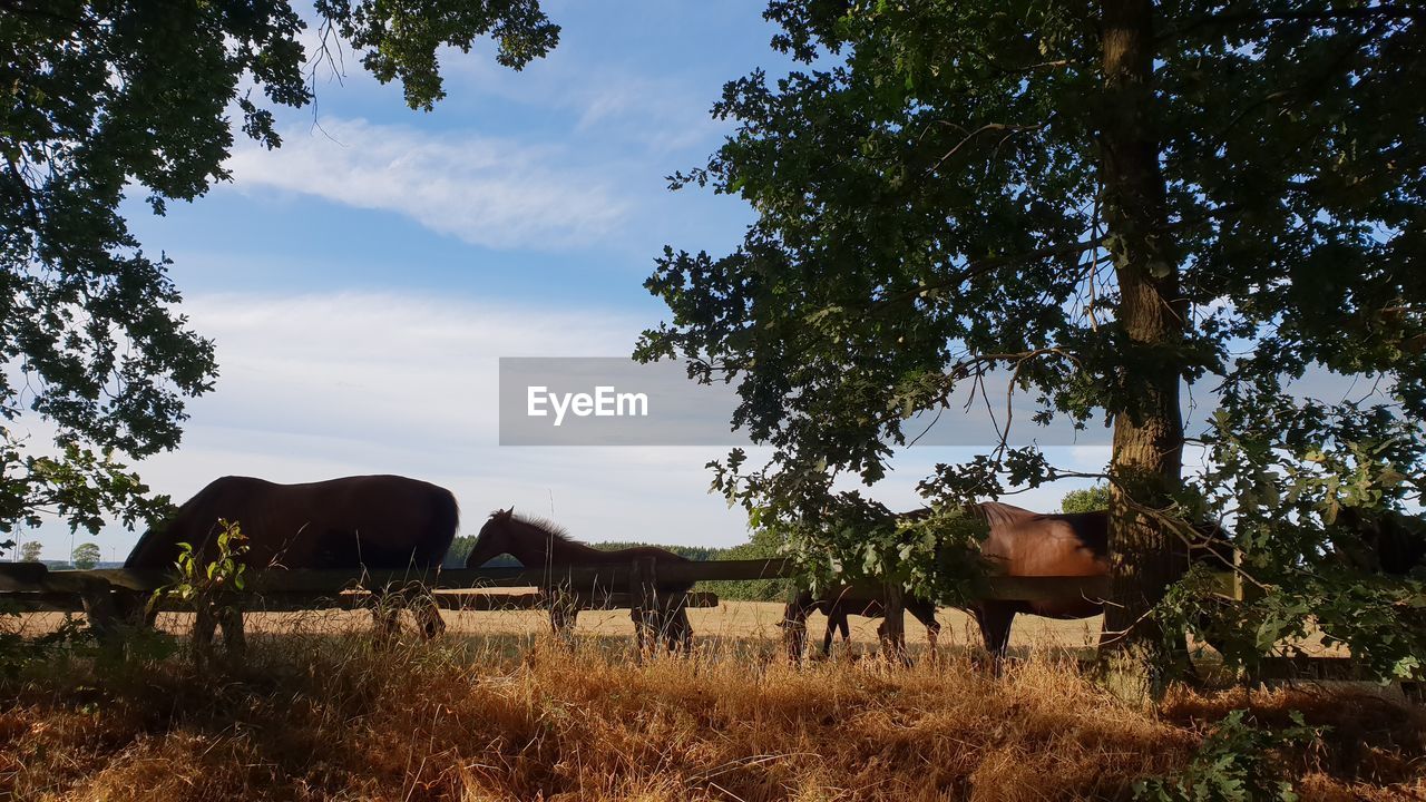 HORSES GRAZING IN A FIELD